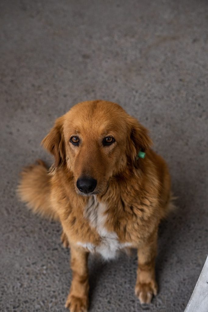 a brown dog sitting on top of a cement floor