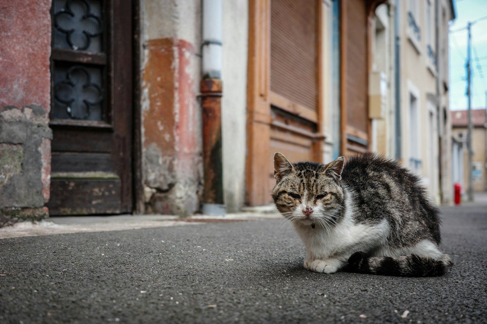 a cat sitting on the ground in front of a building