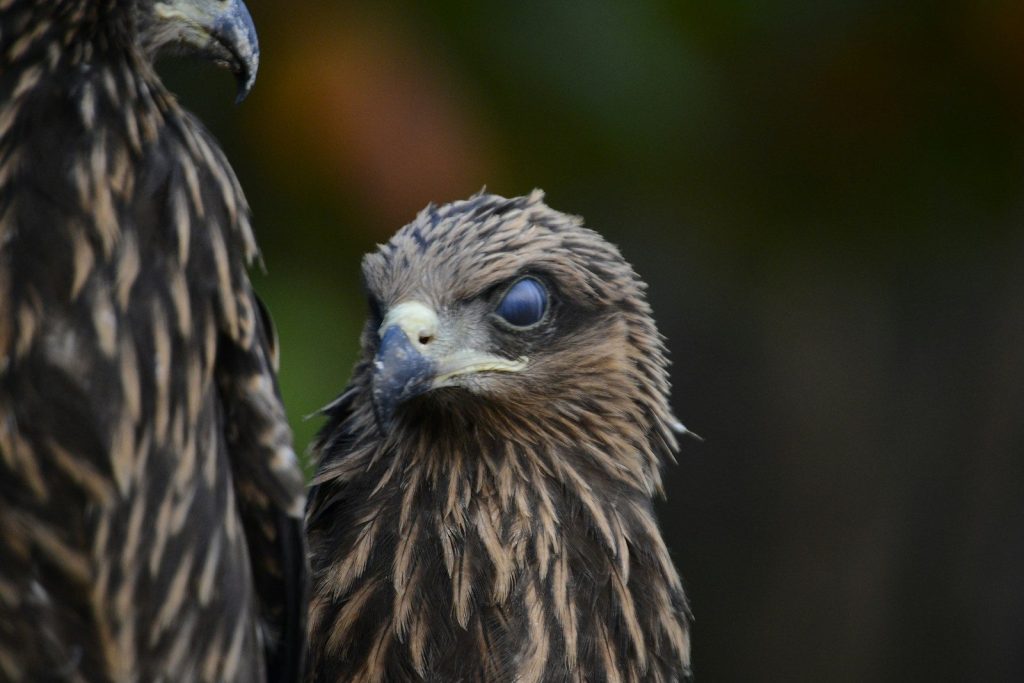 Two brown hawks are looking at the camera.