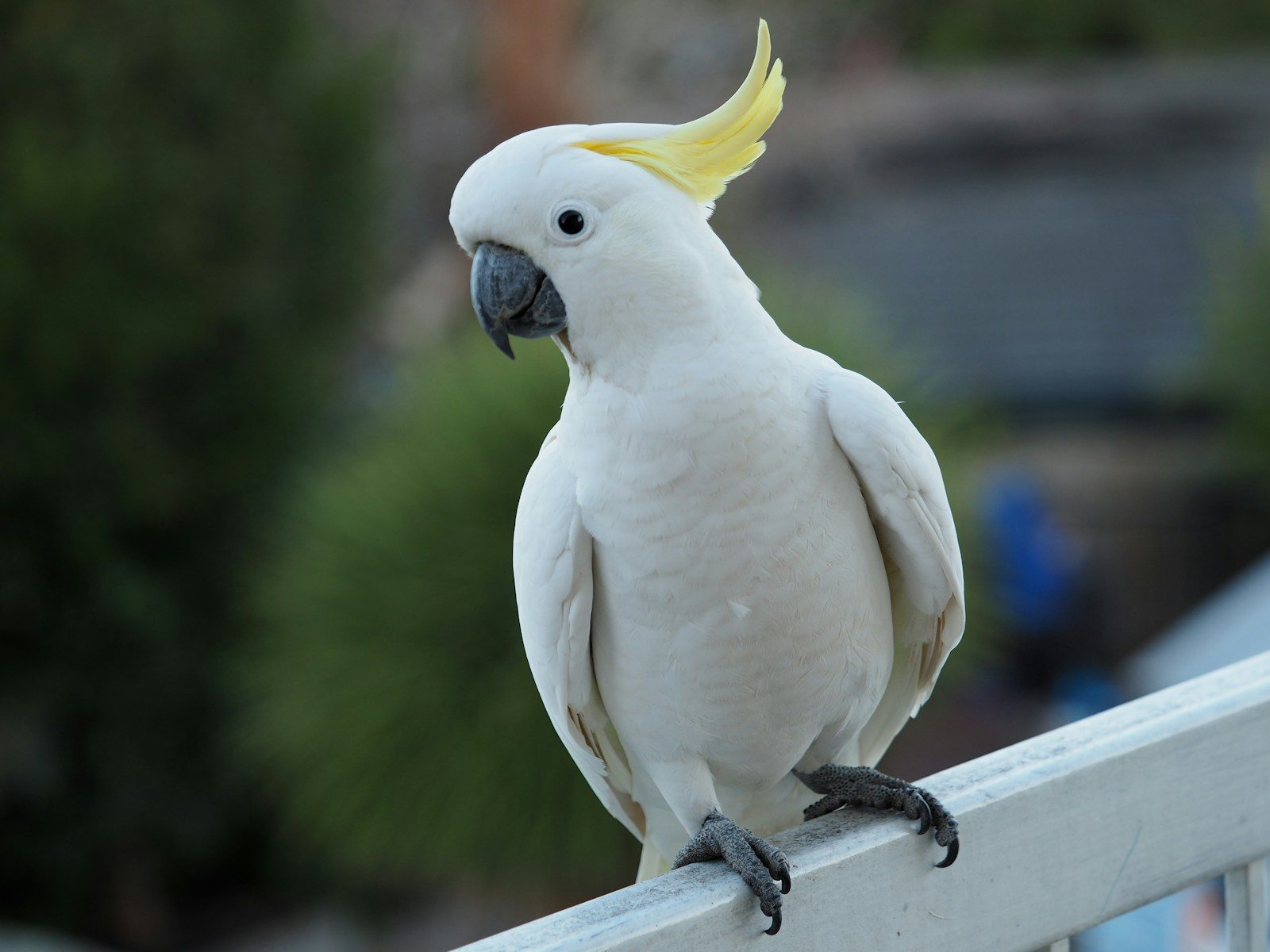 Australian wildlife that’s more gentle than dangerous