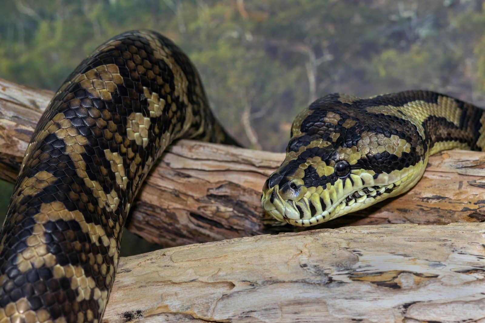 Meet the giant venomous snake that dwarfs today’s king cobras