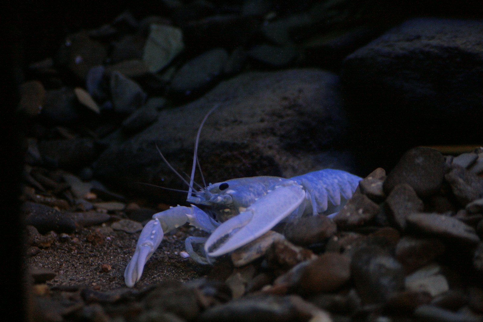 The shocking moment an alien fish hunted a brilliant blue crayfish