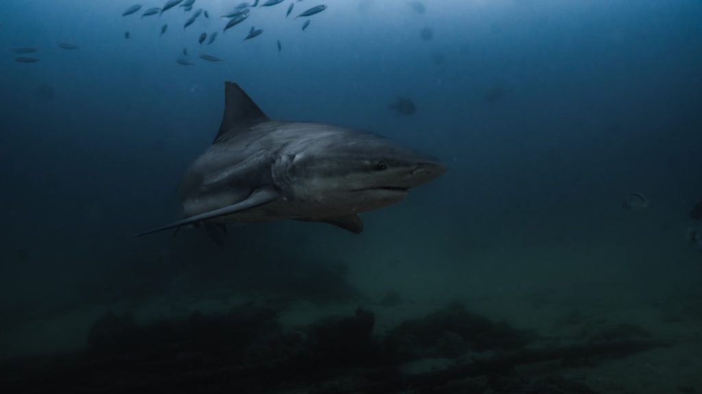 A shark swims through dark waters.