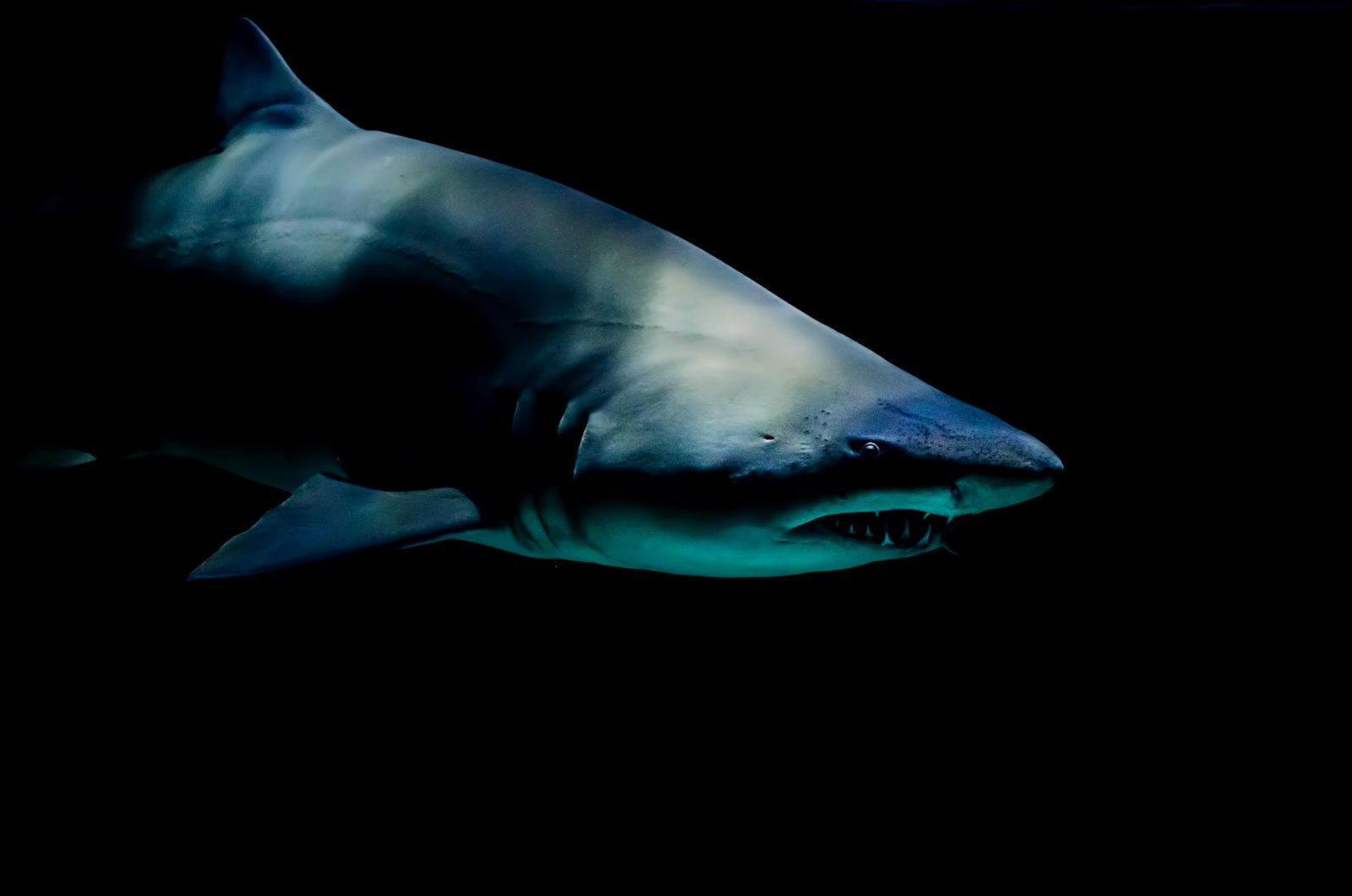 Scientists discover one of the oldest giant sharks ever found