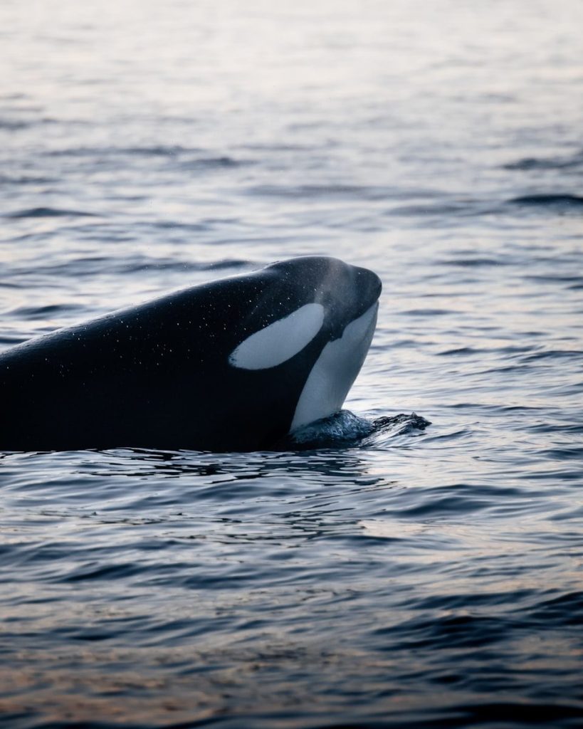 a whale jumping out of the water