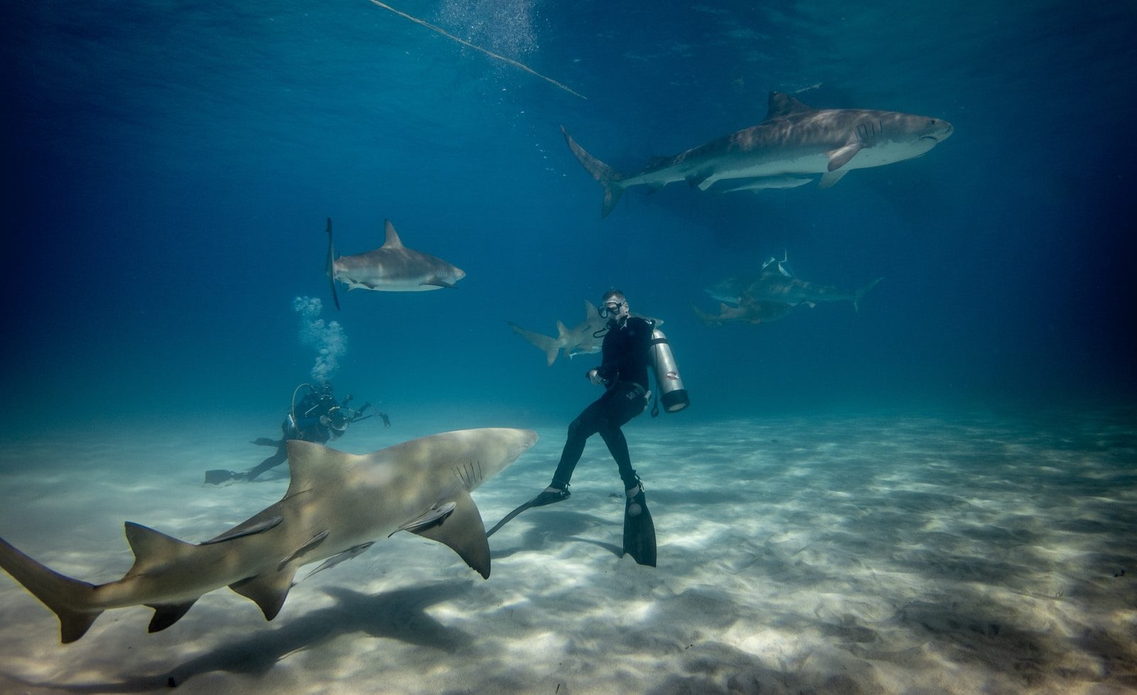 Scientists caution that shark encounters may rise this summer
