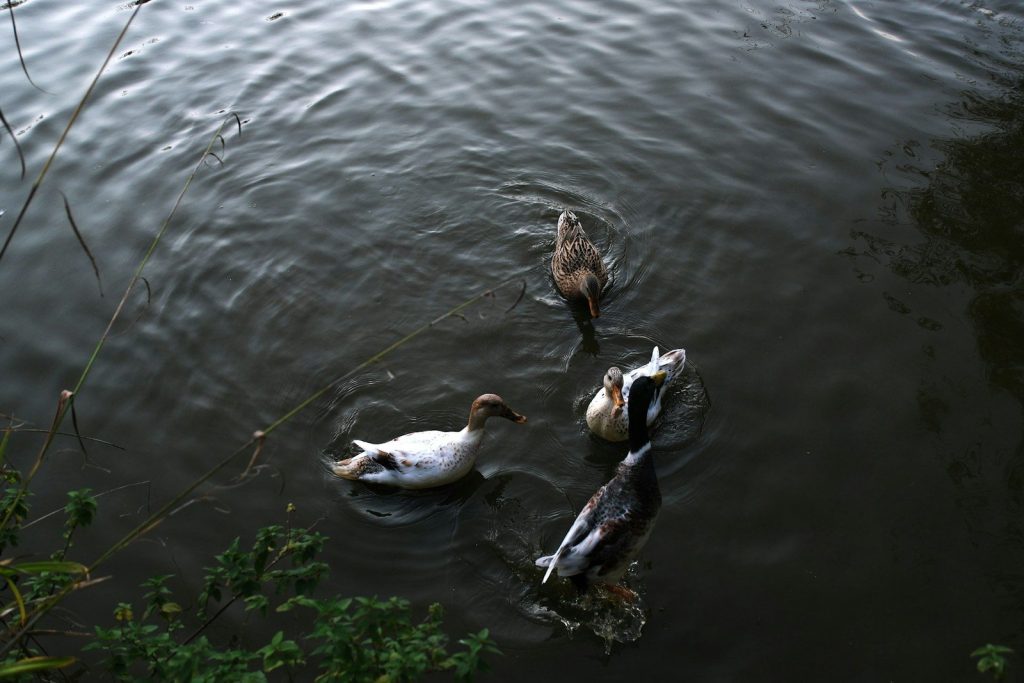 A group of ducks floating on top of a lake