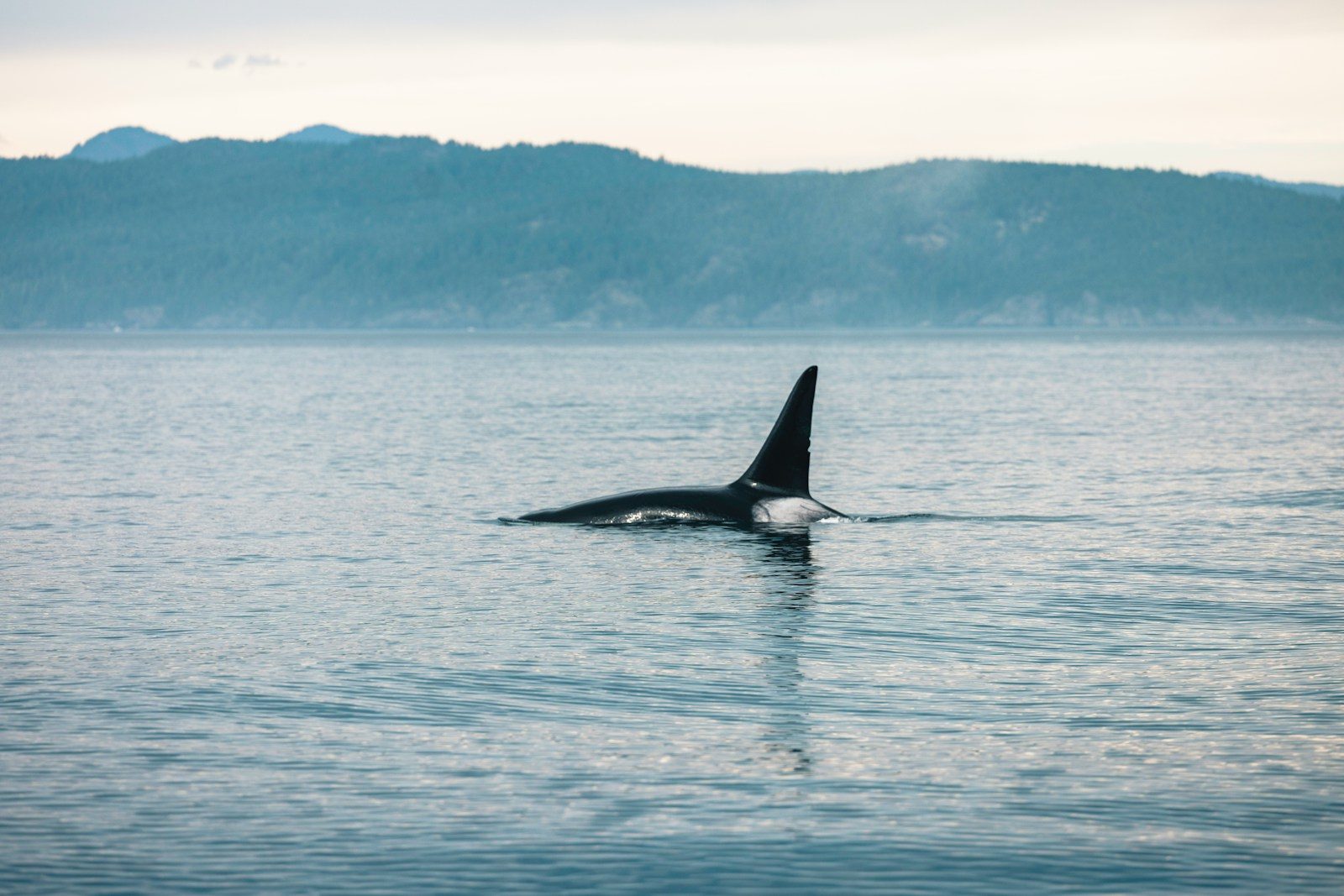 An orca whale swims in calm ocean waters.