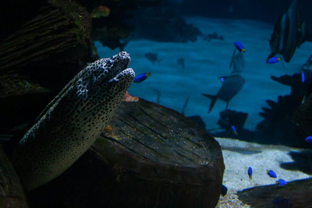 a turtle swimming in the water