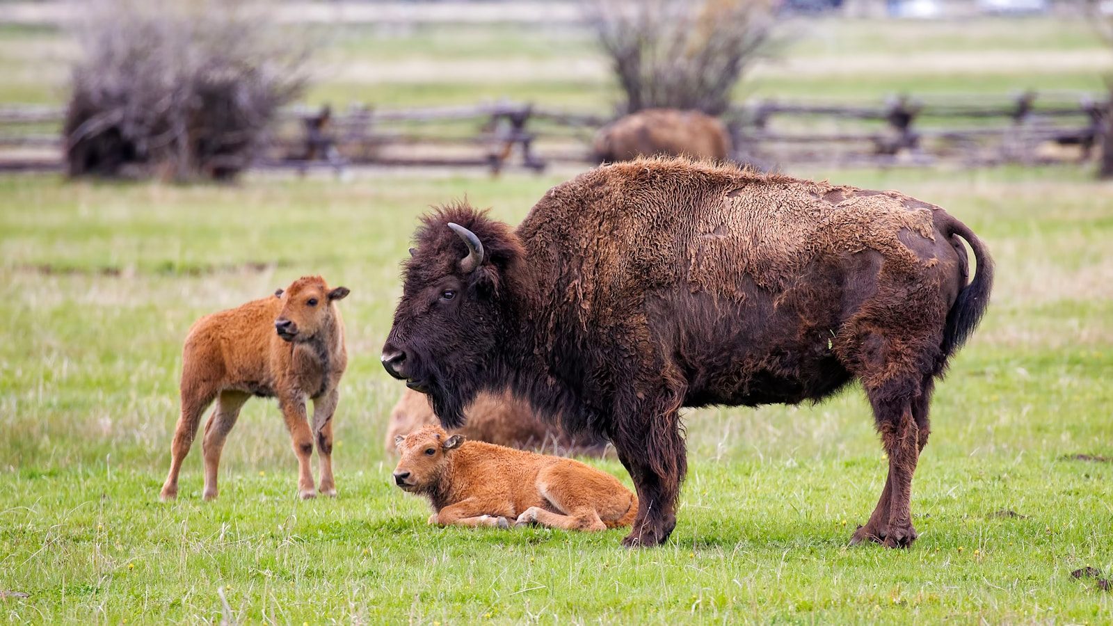 Bison introduced to Cumbria as part of an effort to restore wildlife-rich habitats