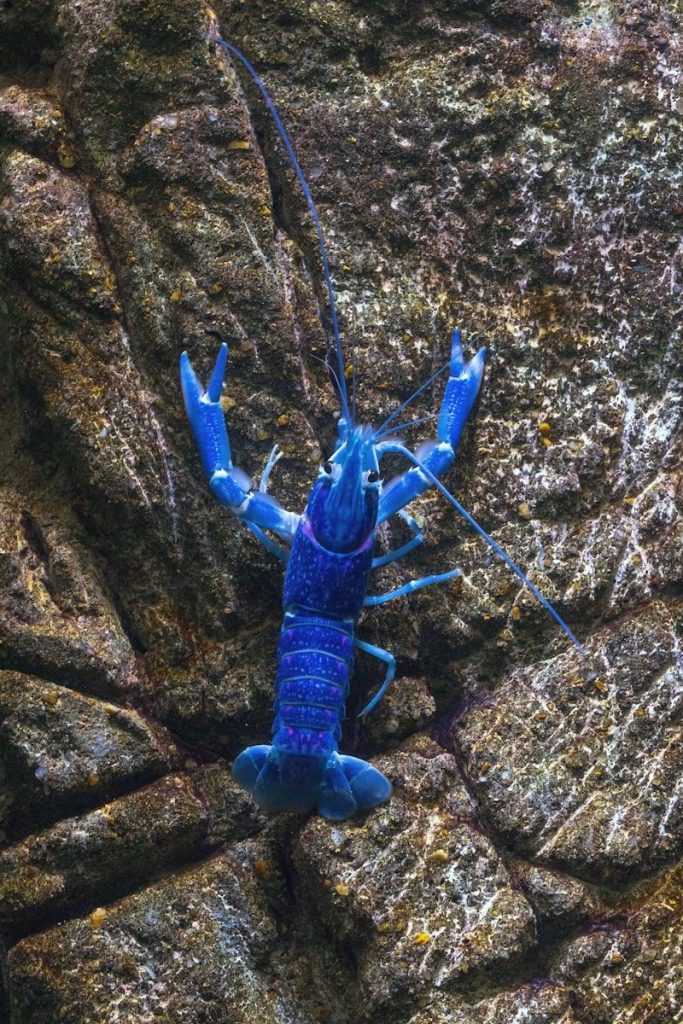 A blue lobster sitting on top of a rock