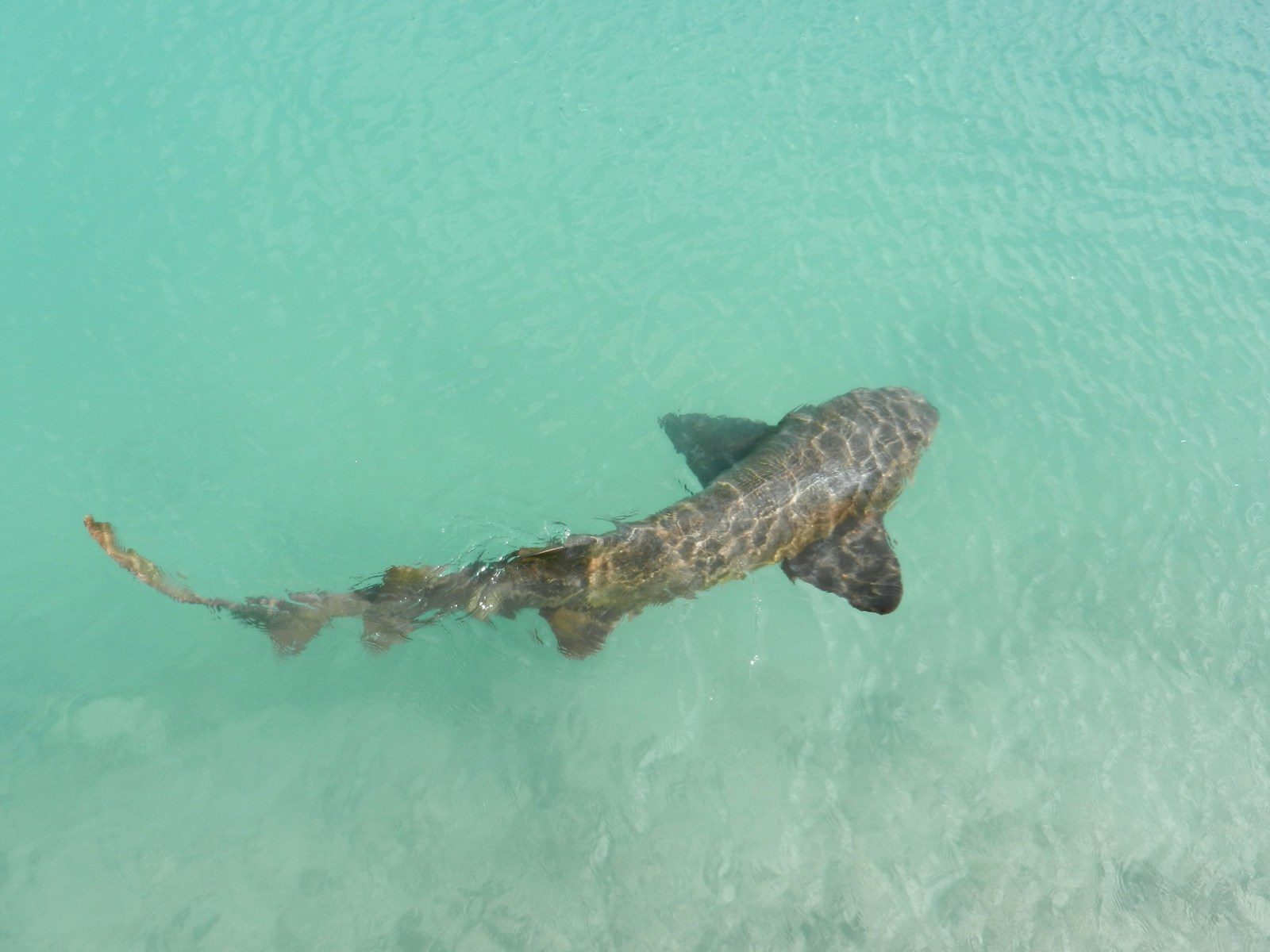 New walking shark discovered in Papua New Guinea