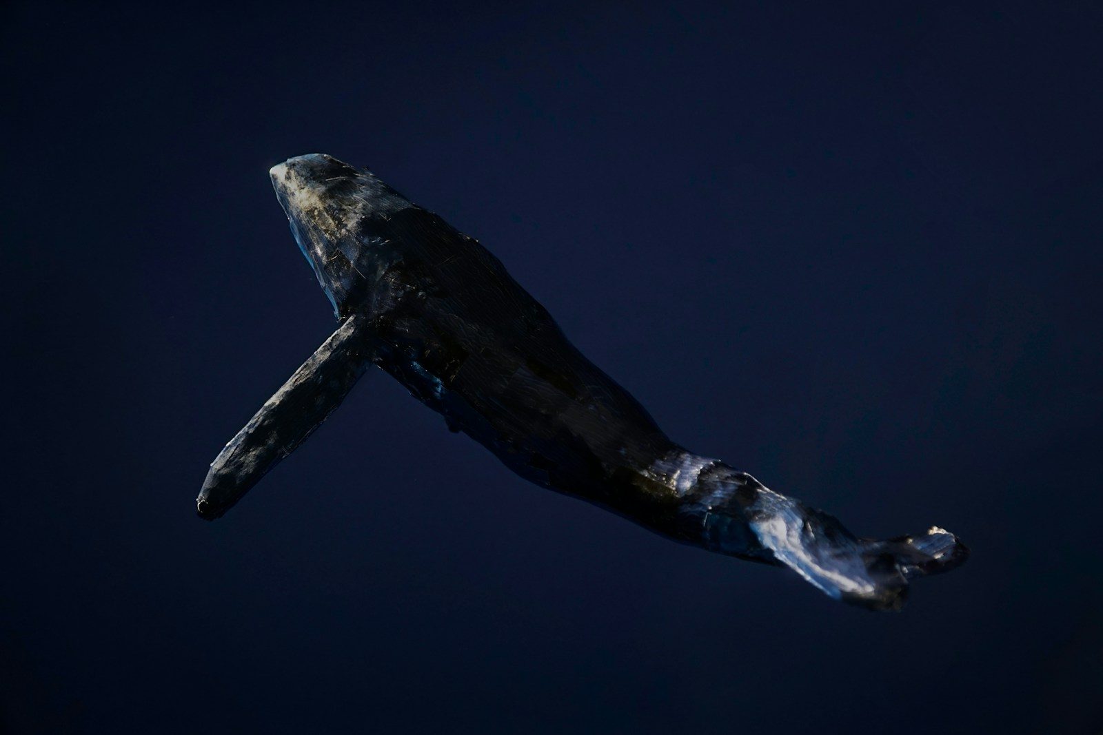 Sperm whales may communicate more like humans than expected