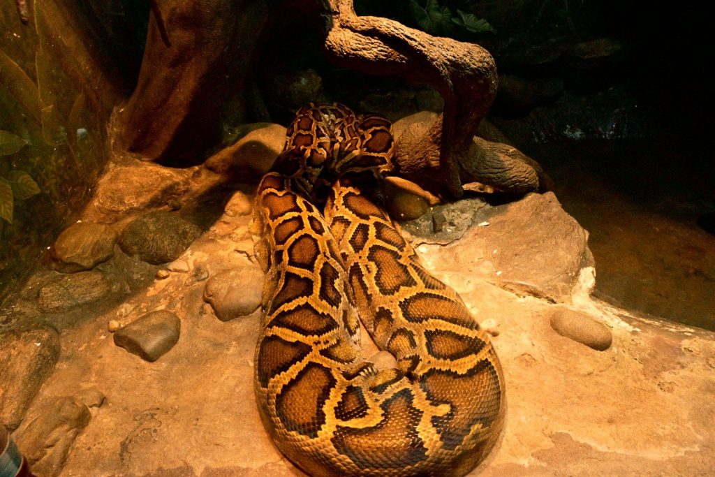 A patterned python snake coiled on brown rocks.