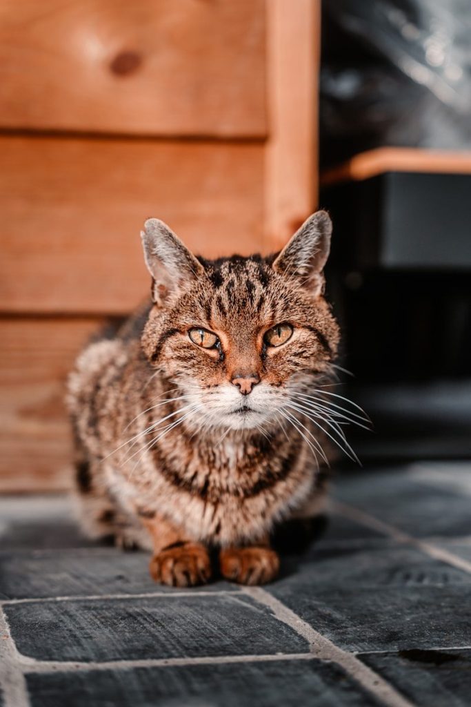 brown tabby cat on black wooden table