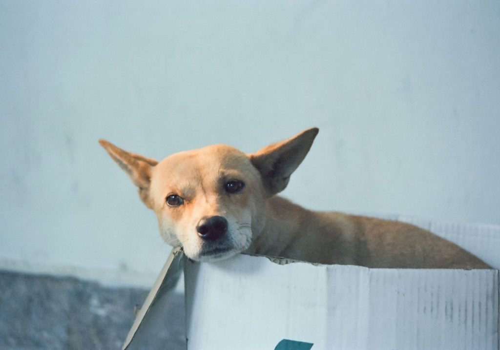A dog is looking out from inside a box.