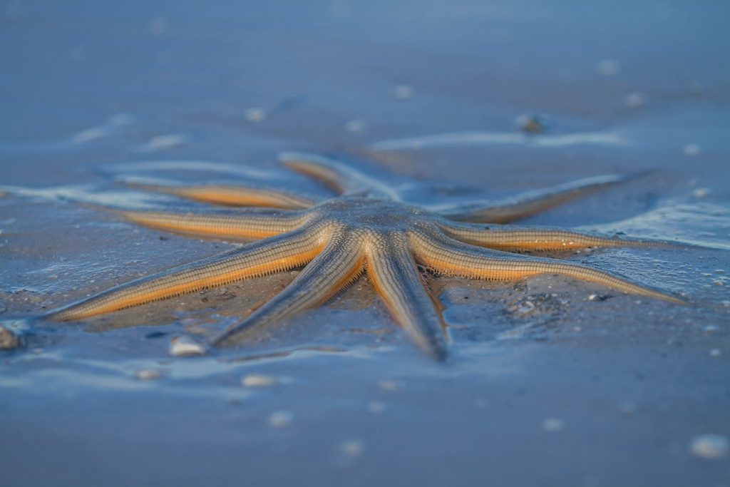 a starfish laying on the sand in the water