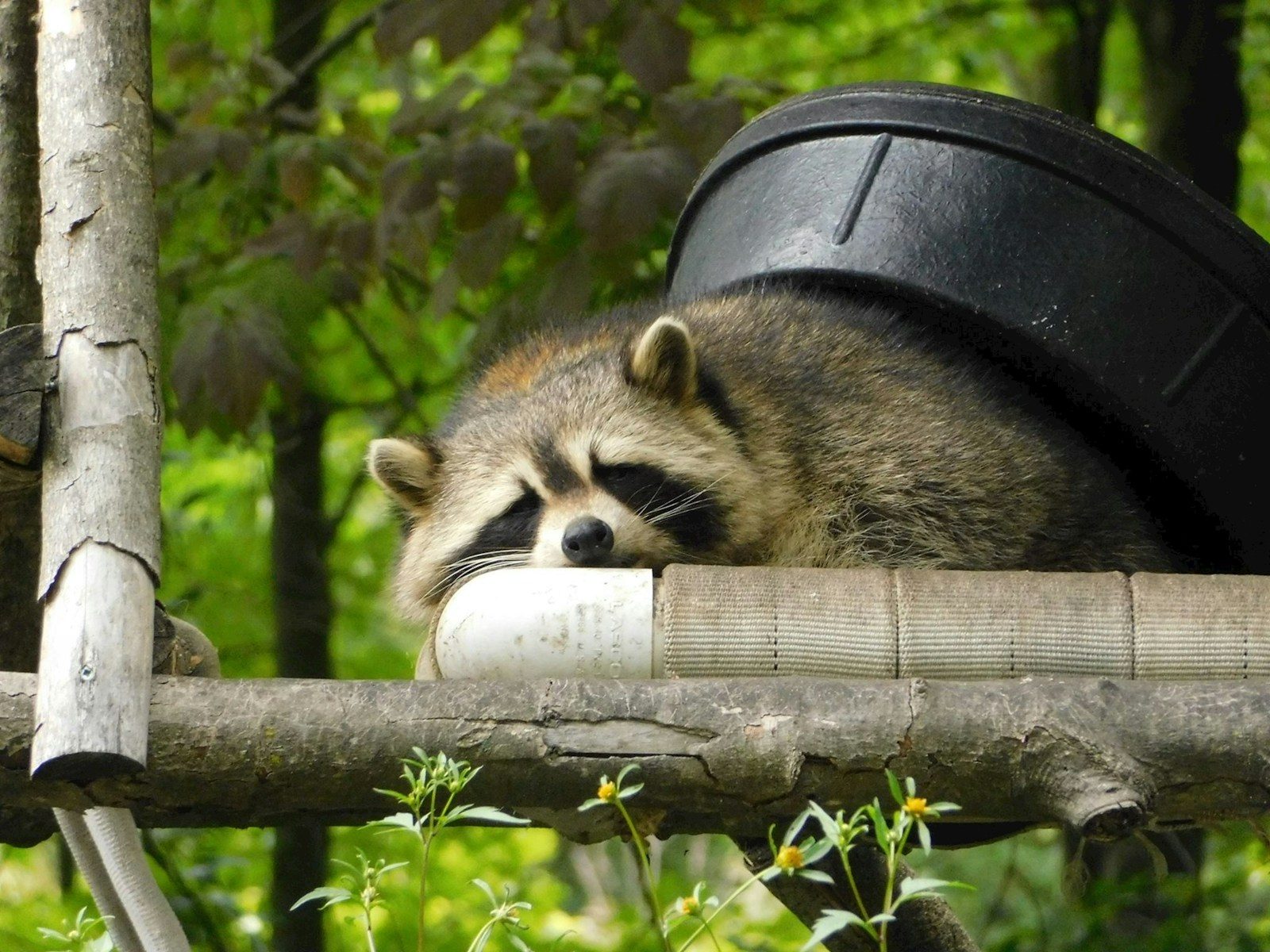 Raccoons may be self-domesticating and could become future pets