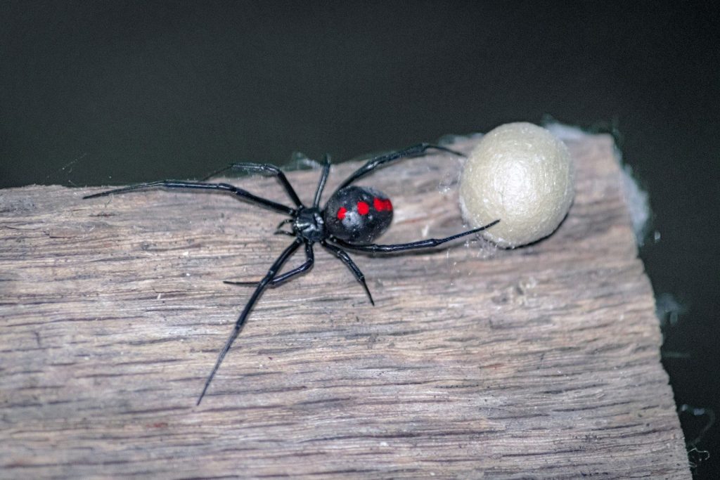a black and red bug