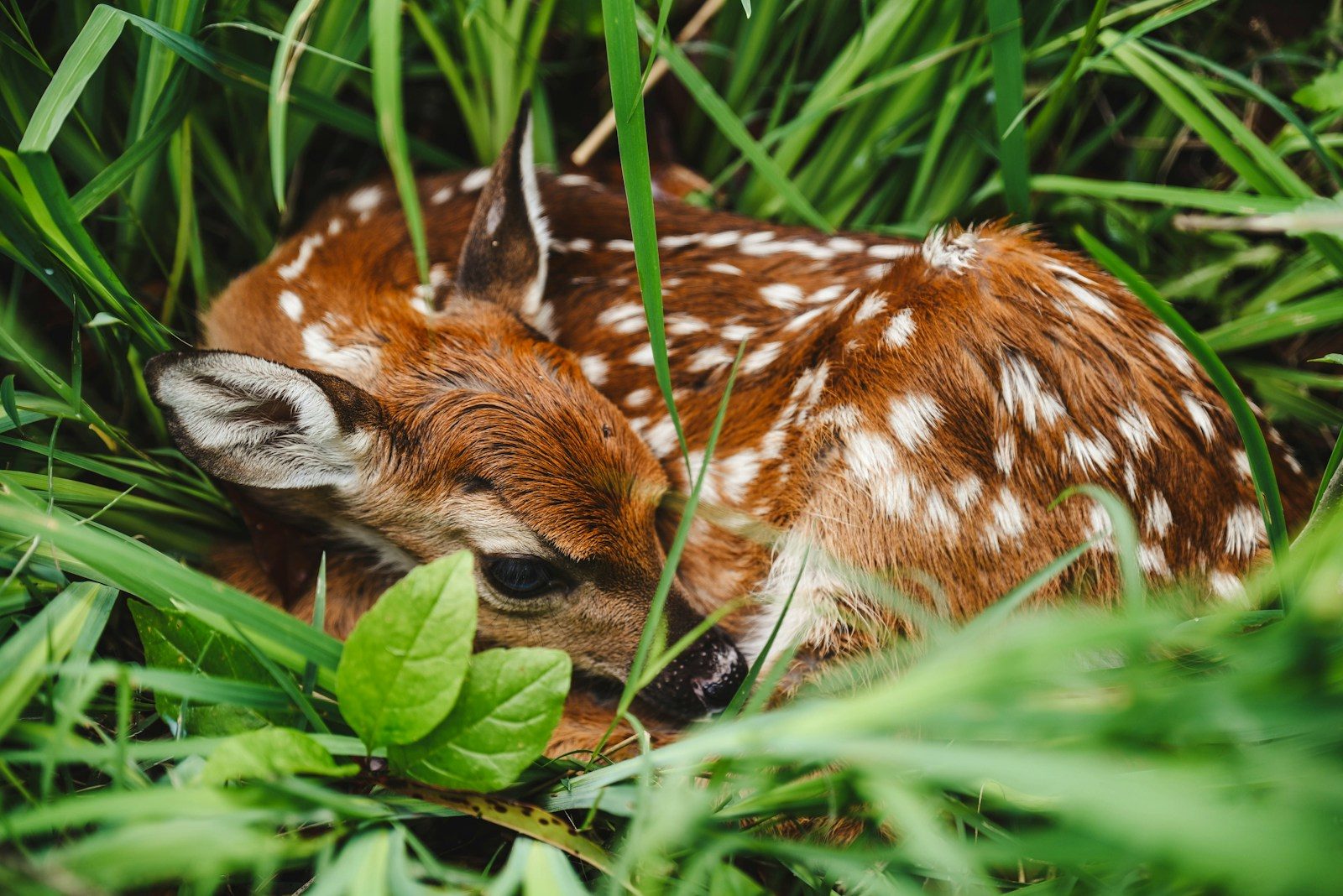 Rescued deer stays close to woman who saved its life