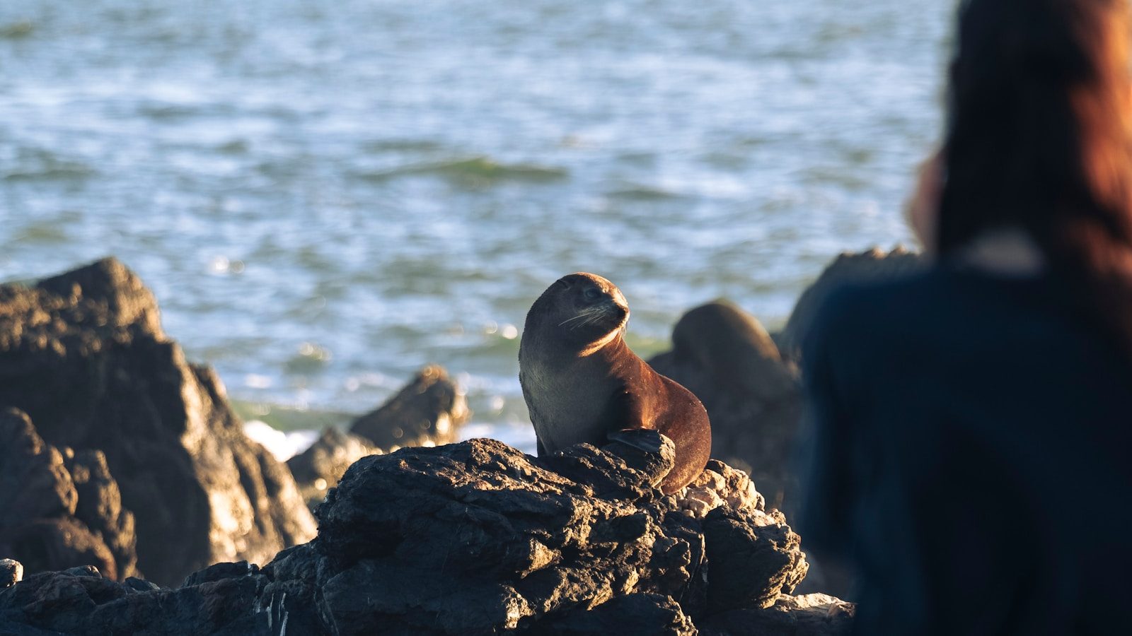 A bird sitting on top of a rock next to a body of water