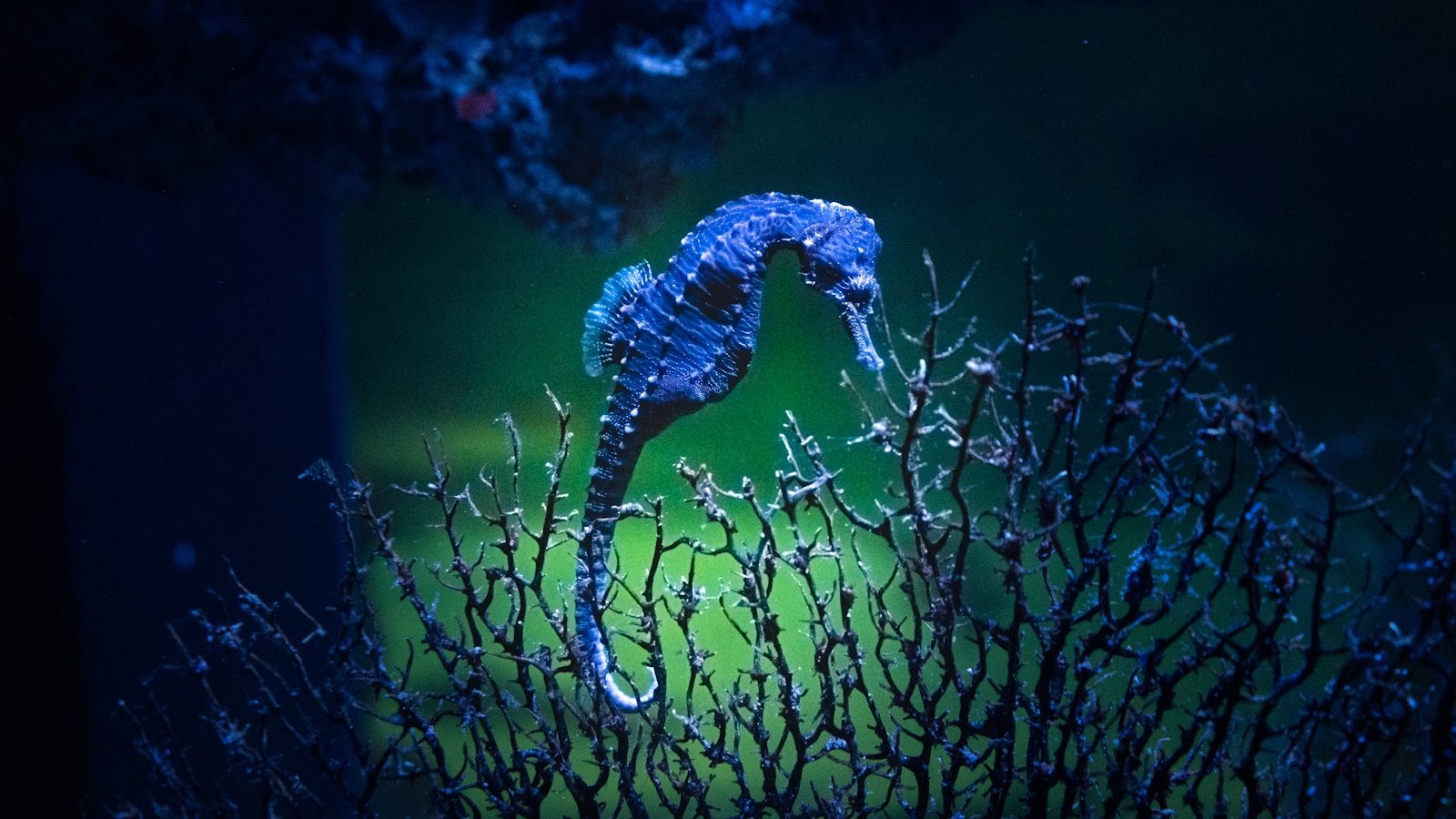 Seahorses and seadragons have more in common than you think