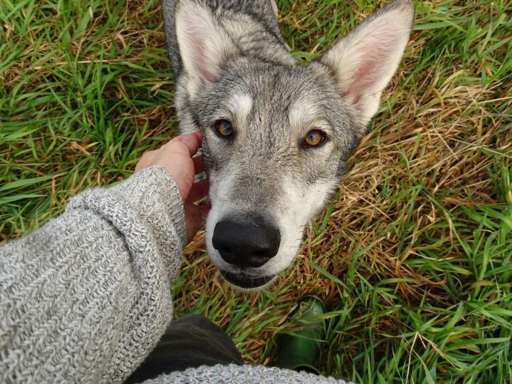 a person holding a dog