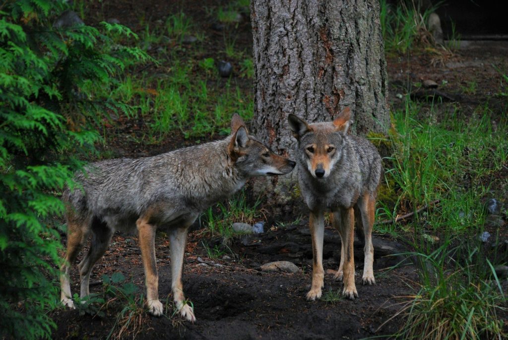 a couple of wolves standing next to a tree