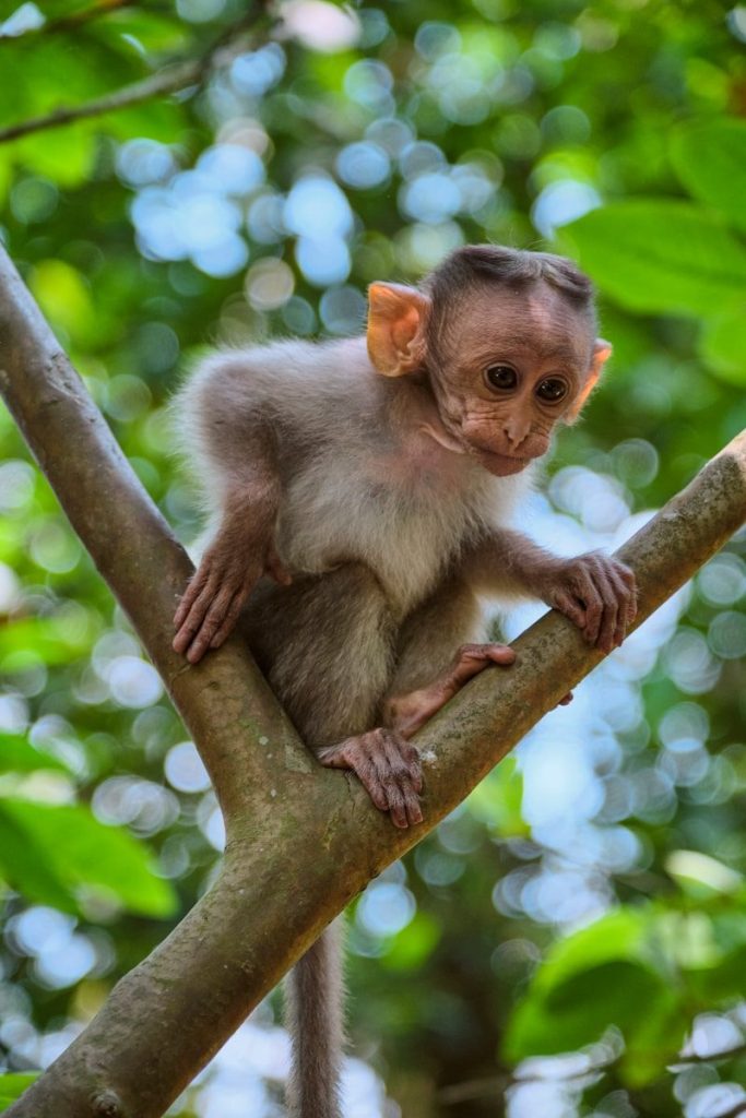 brown monkey on brown tree branch during daytime