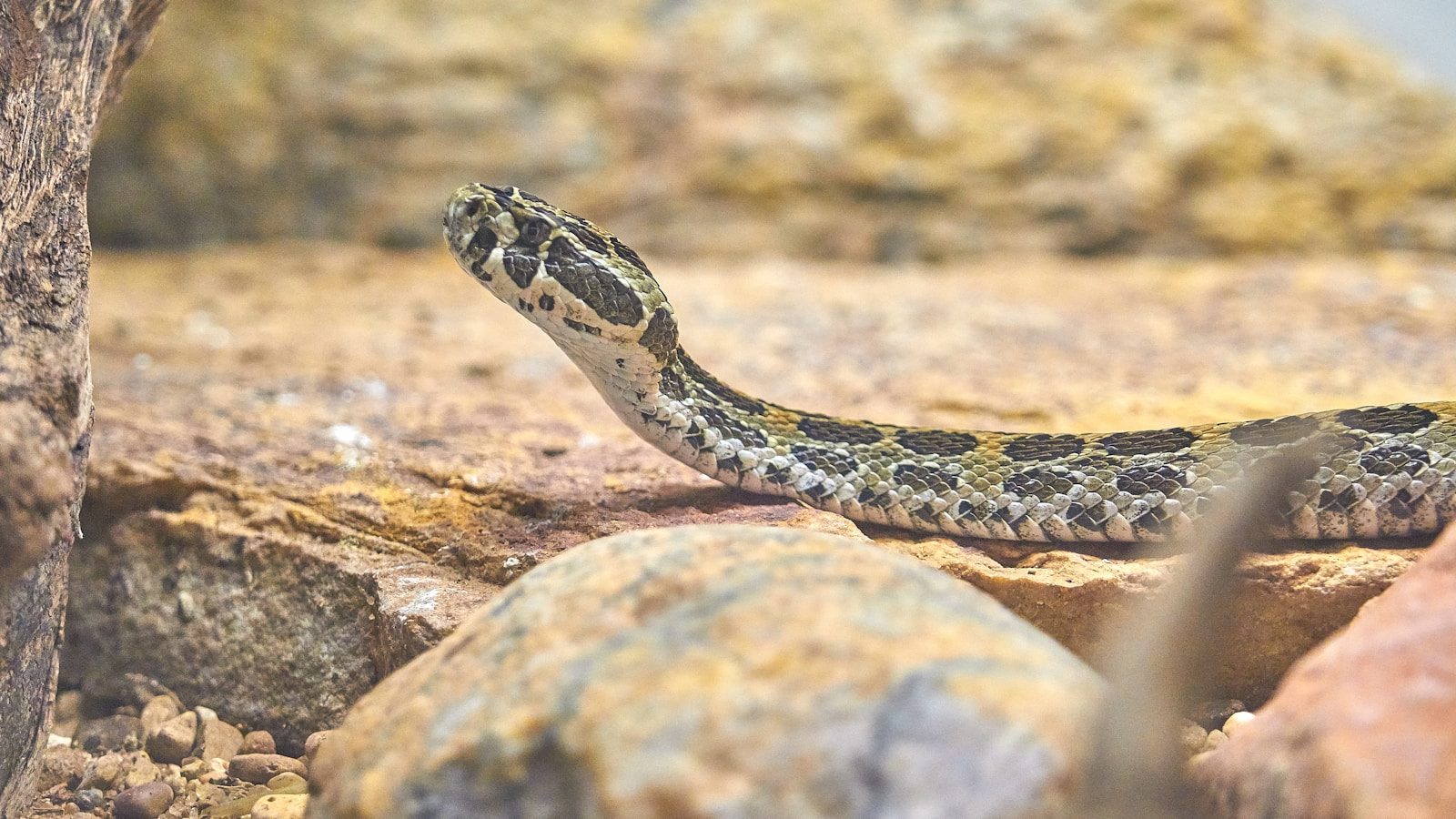 A two-year-old girl rushed for treatment after a rattlesnake encounter in Colorado