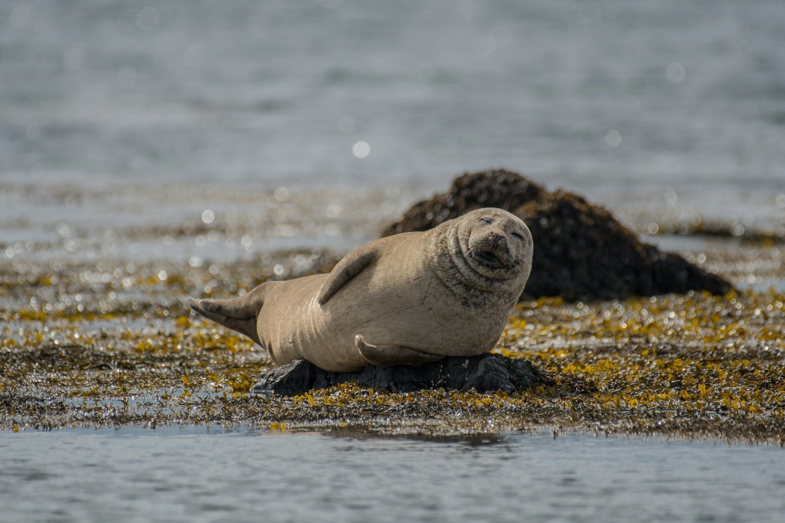The heartbreaking moment a baby seal stayed beside his trapped mother until help arrived
