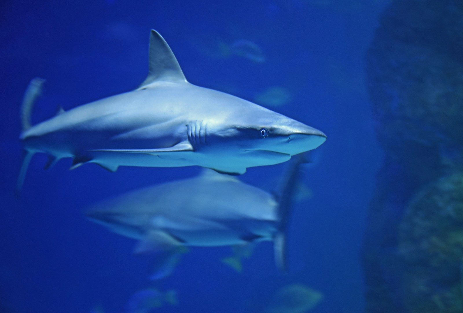 The worst shark attack in history wasn’t what people think
