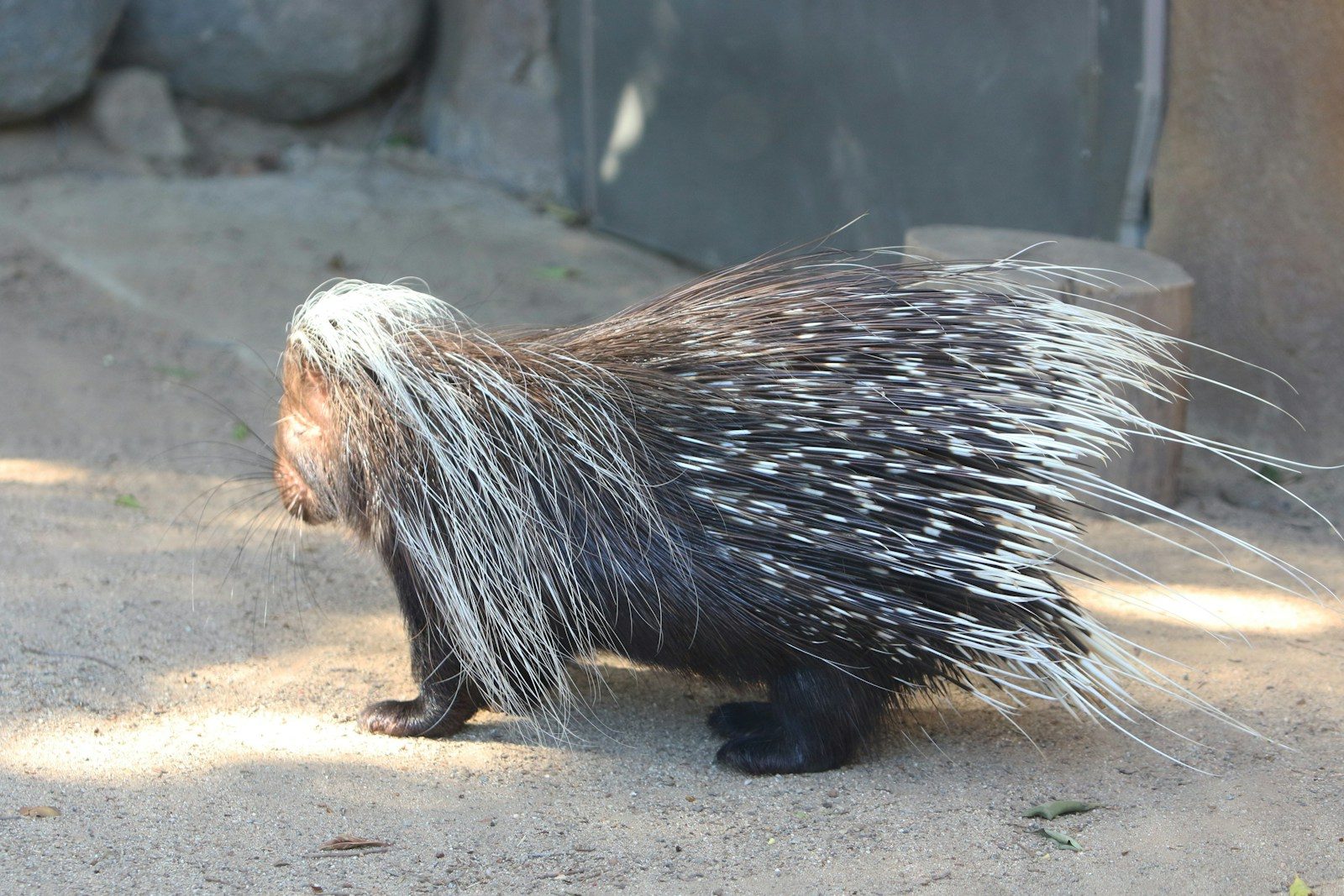 A porcupine with quills raised walks on sand.