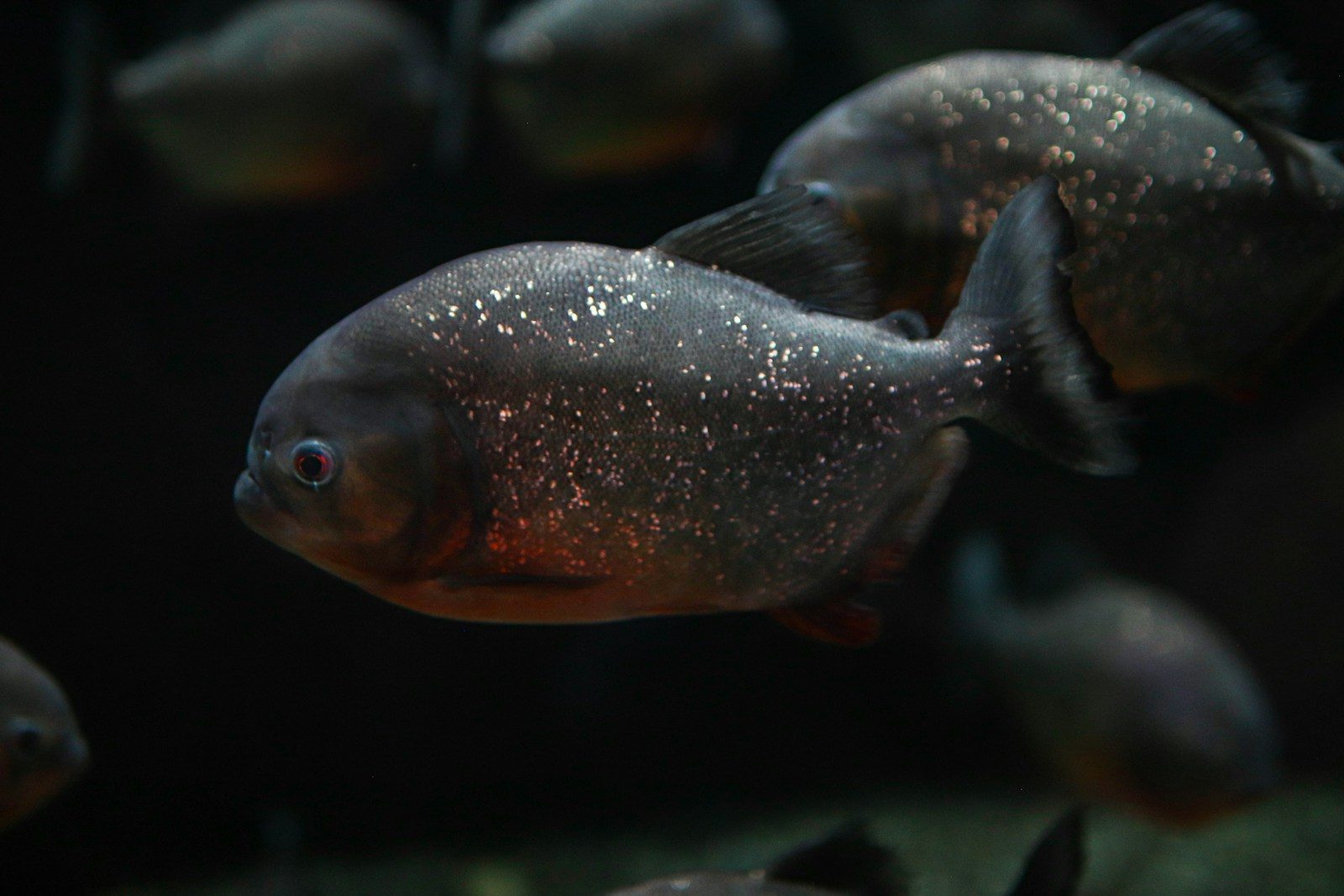 Piranha-like fish are growing in Florida ponds