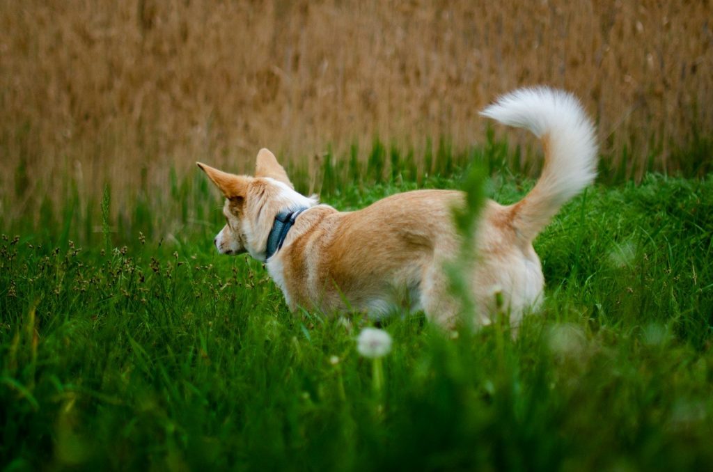 a dog running through a field of tall grass