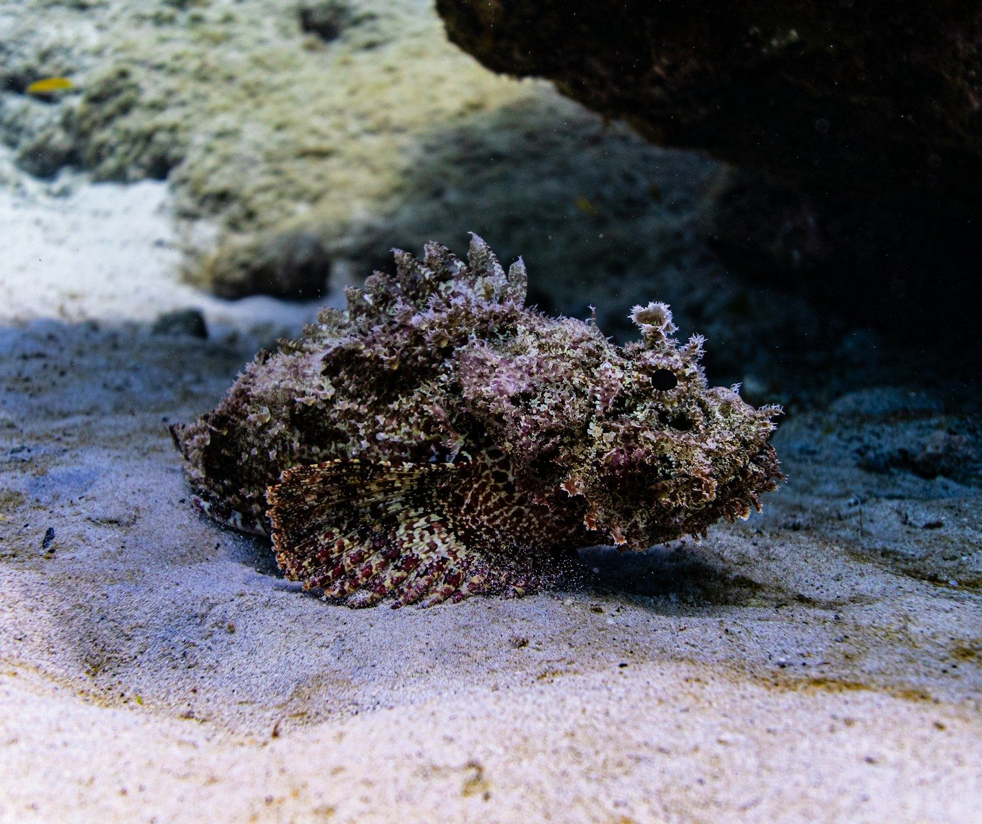 6 deadly ocean creatures hiding in plain sight