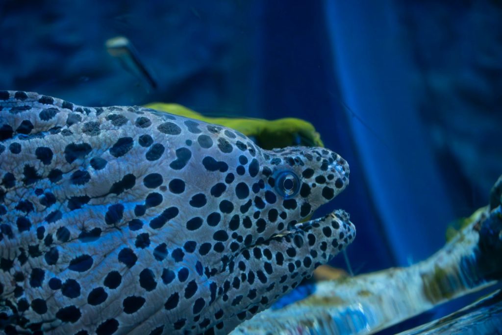 a close up of a fish in a tank