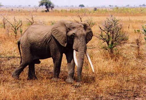 After 85 years in captivity, the elephant finally begins a new life