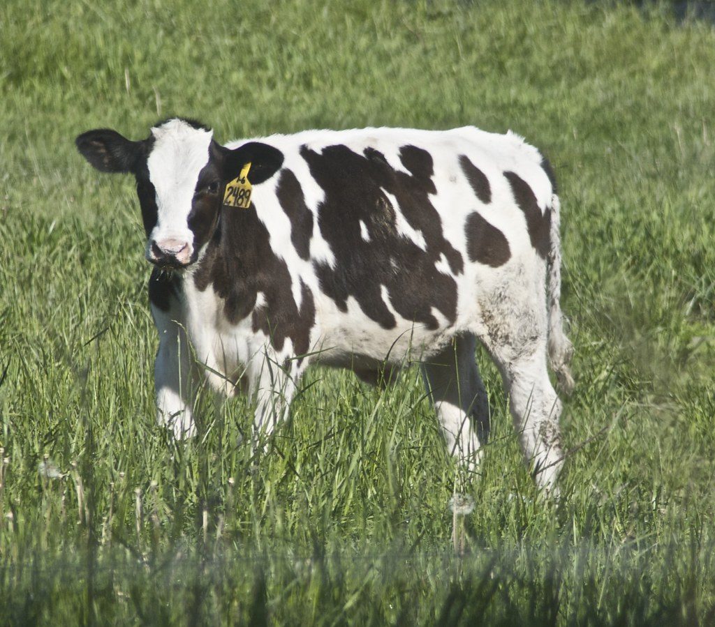Years after living alone, rescued cow finally rejoins the herd