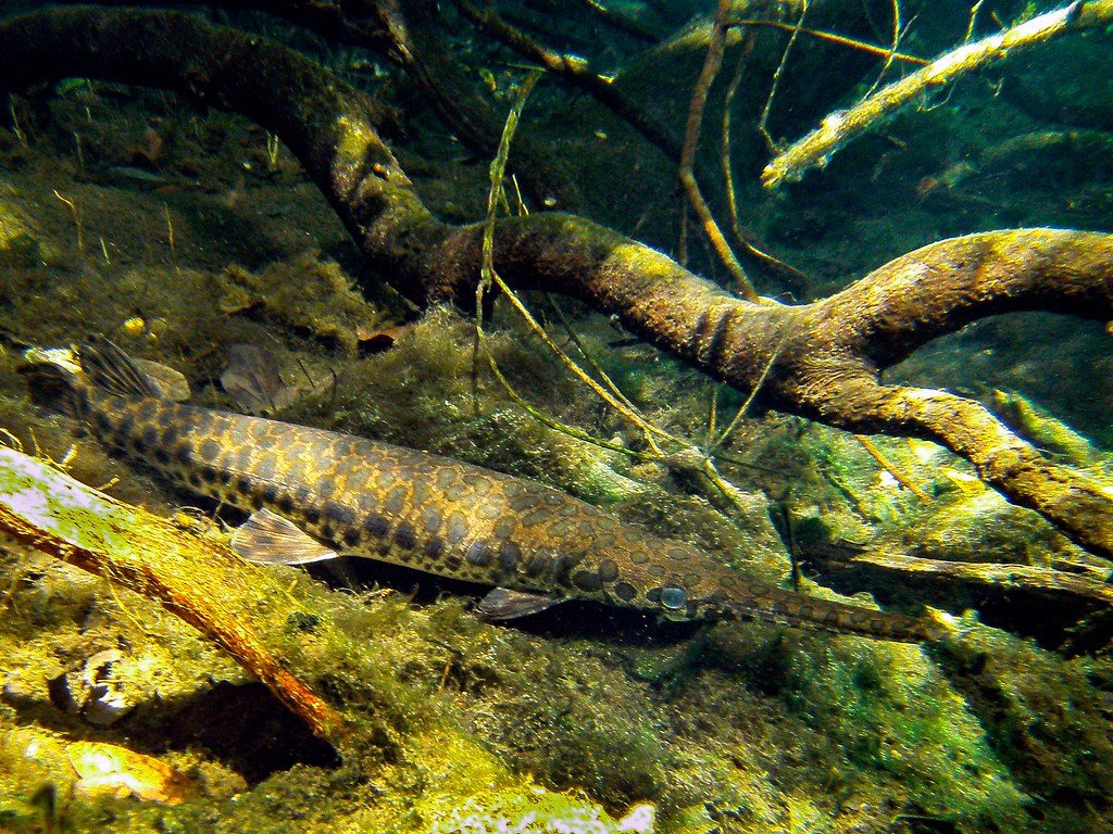 The surprising reason massive fish are left behind when floodwaters disappear