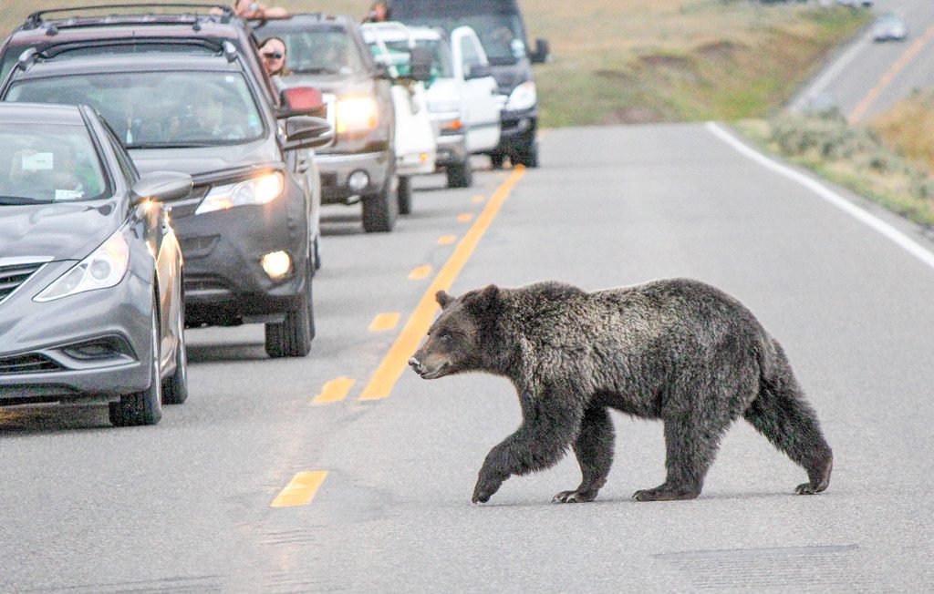Bears struck by vehicles while crossing a busy roadway