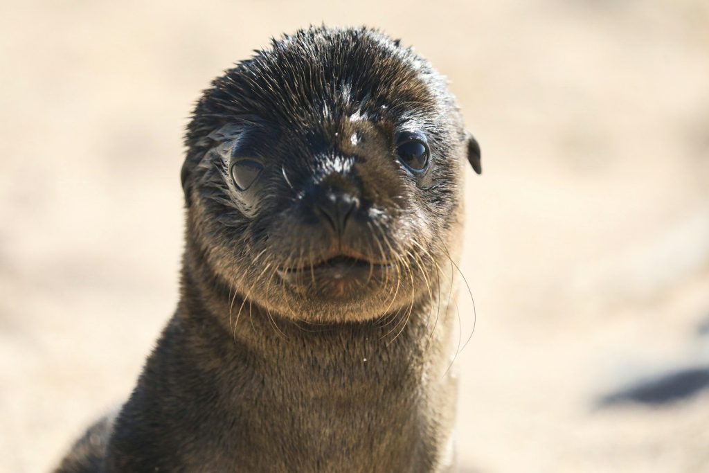 A close up of a small animal on a dirt ground