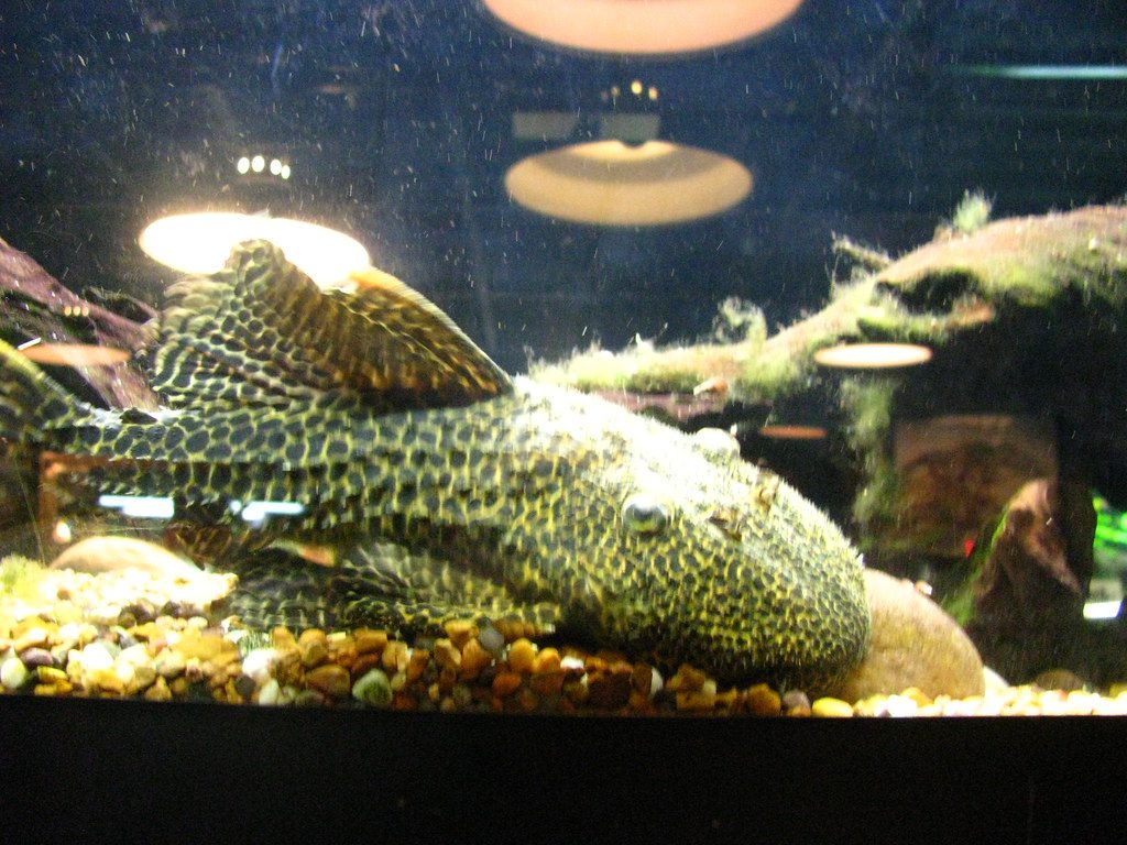 Invasive armored catfish are taking over Florida waterways
