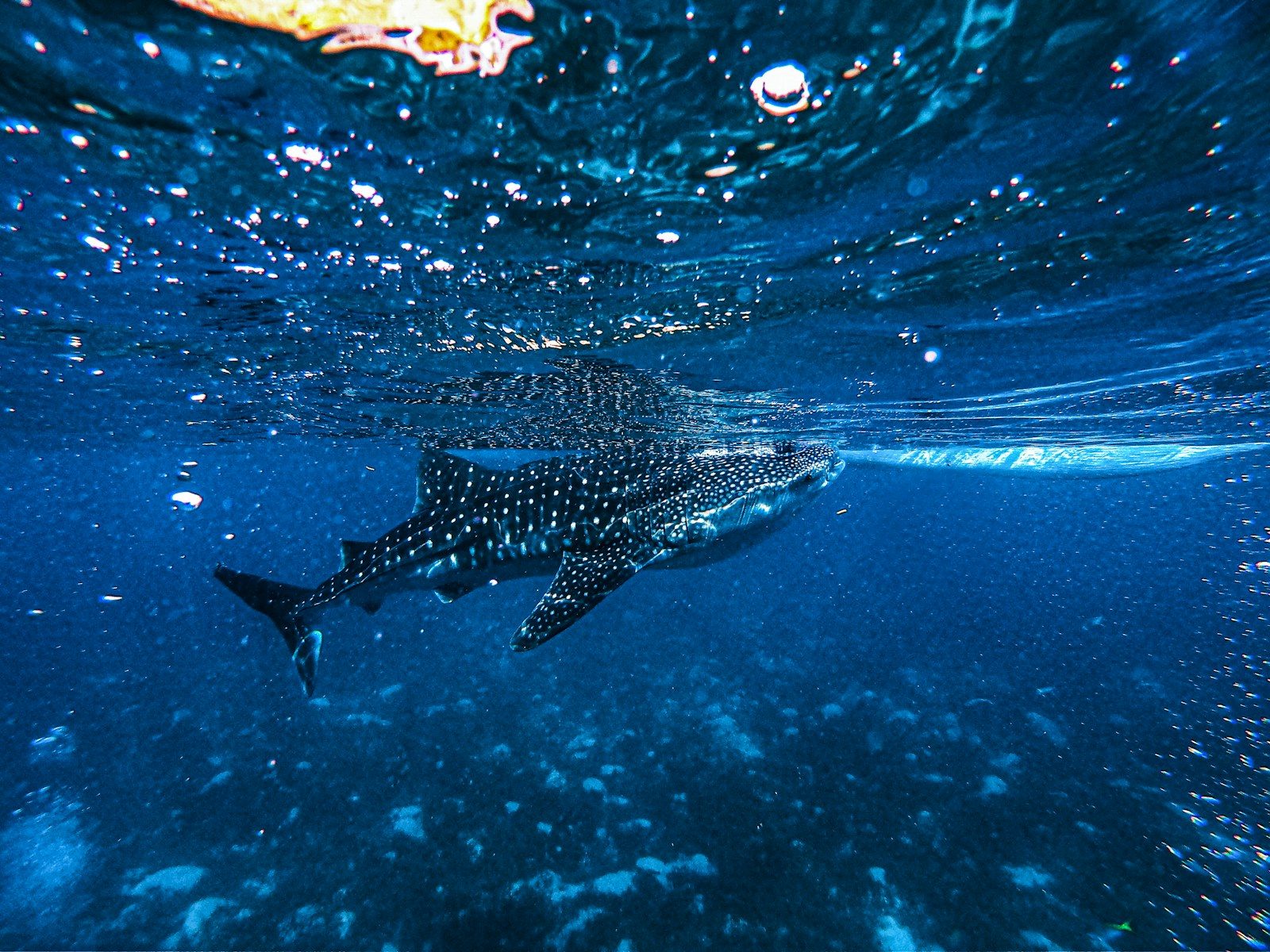 How divers saved a gentle whale shark from a life-threatening rope trap