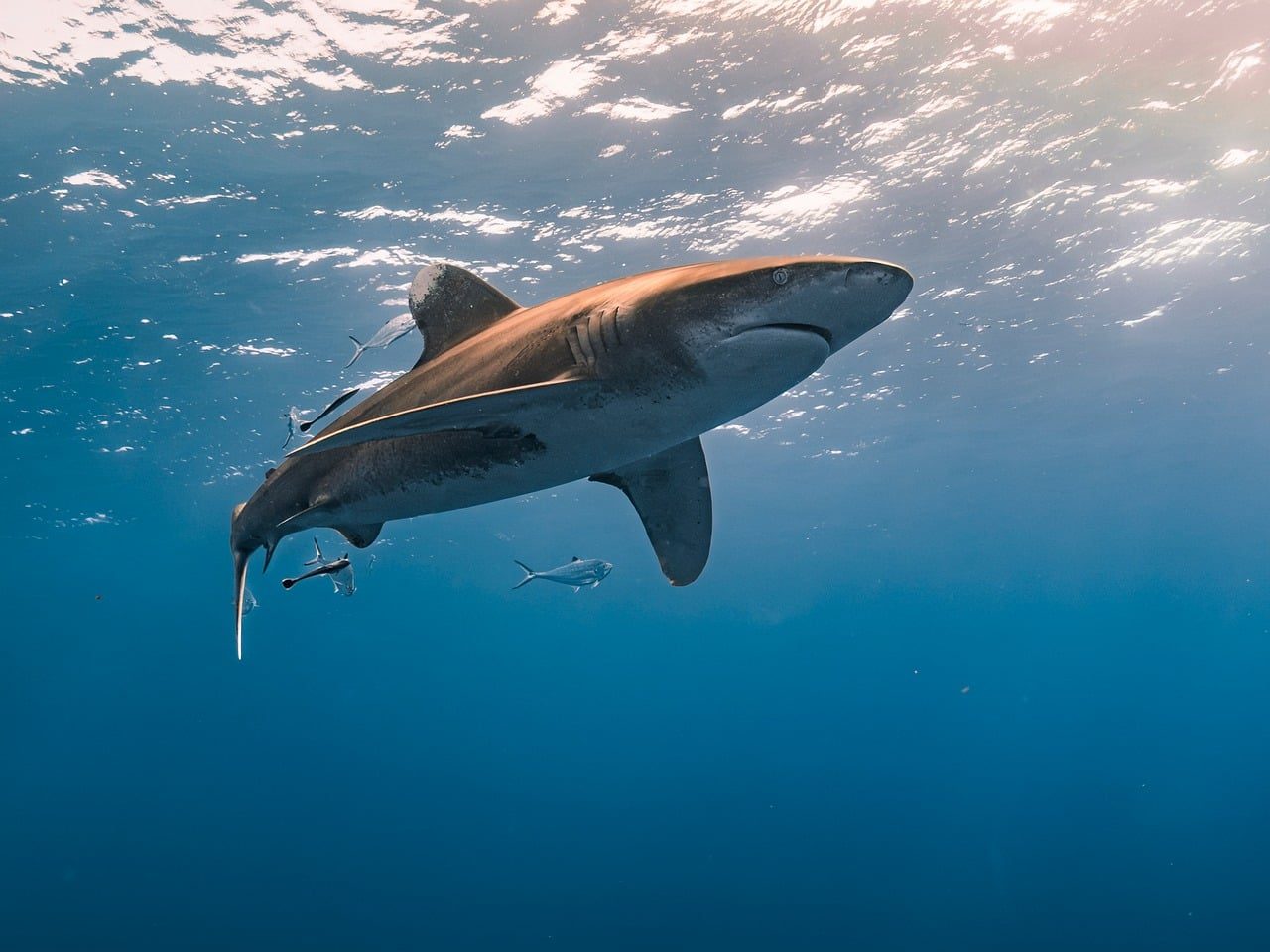 A shocking shark encounter unfolded in what looked like a peaceful pond
