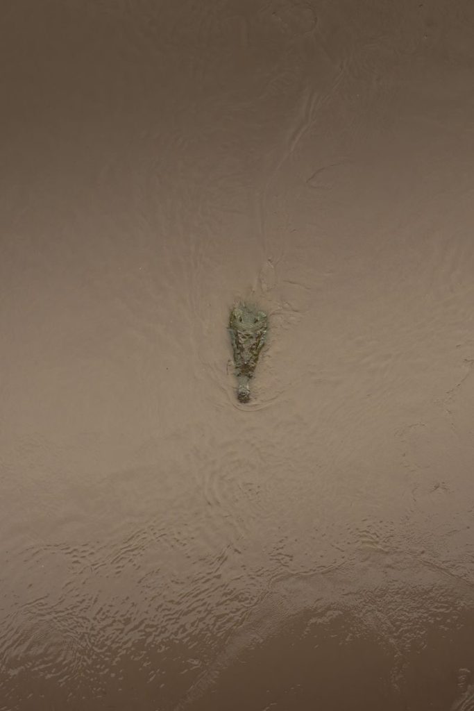 A crocodile swims in a muddy river captured from above, showcasing wildlife in its natural habitat.