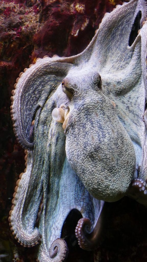 Close-up of an octopus showcasing its texture and colors in a natural underwater setting.
