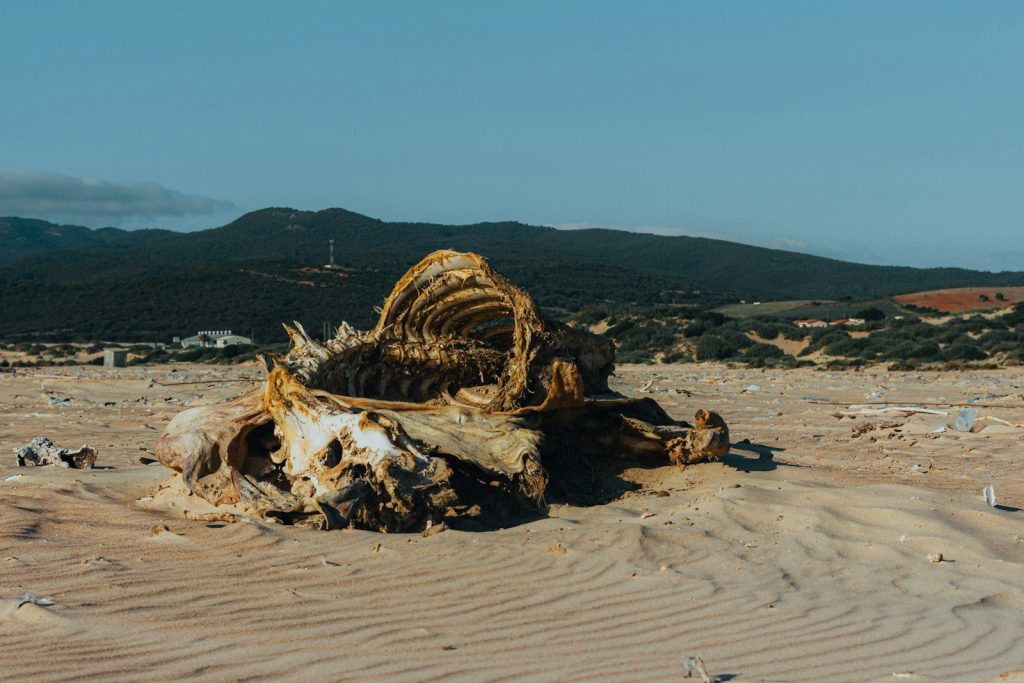 Whale carcass on a sandy beach with distant mountains.