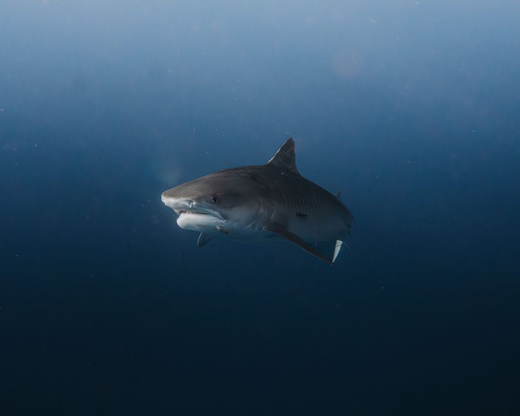 A tiger shark gracefully glides through the deep ocean, showcasing its natural beauty.