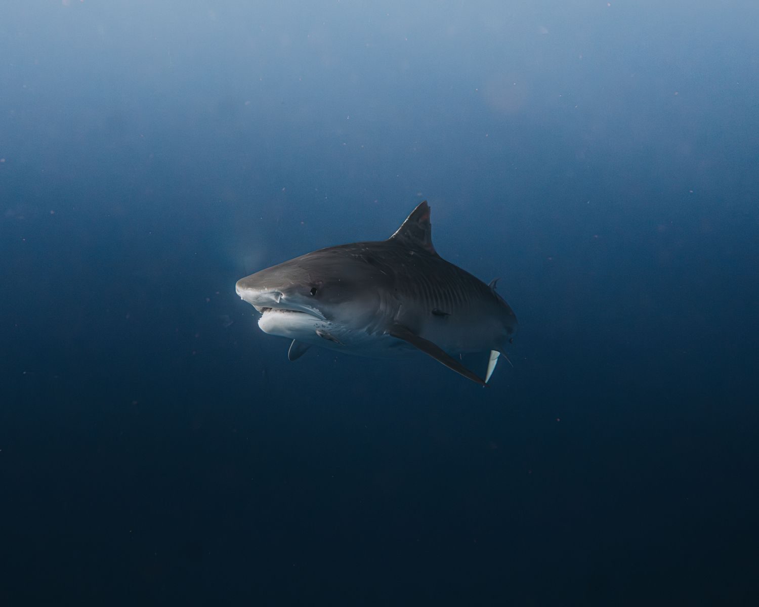Massive 5,000-pound shark demonstrates its incredible bite